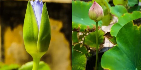 Description of Lotus Flower