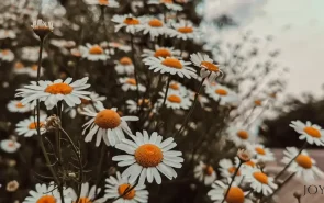 The Meaning of Daisies