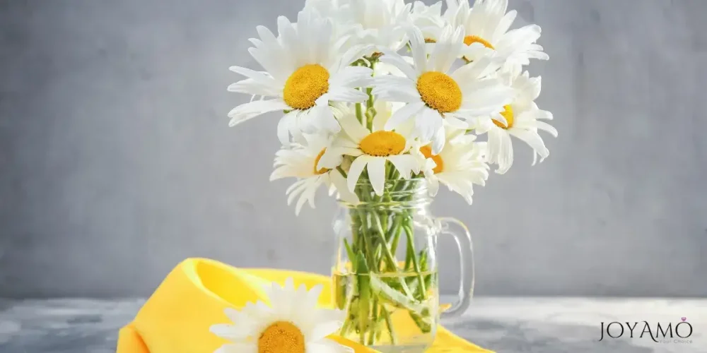 Taking care of your Daisies