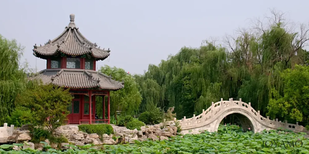 Lotus Flower Pond in China