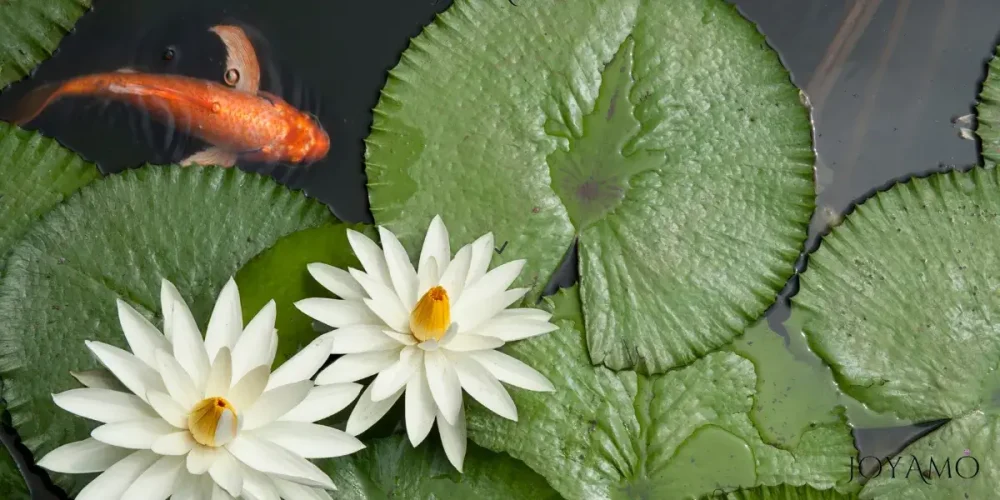 Lotus Flower Cultivation Methods
