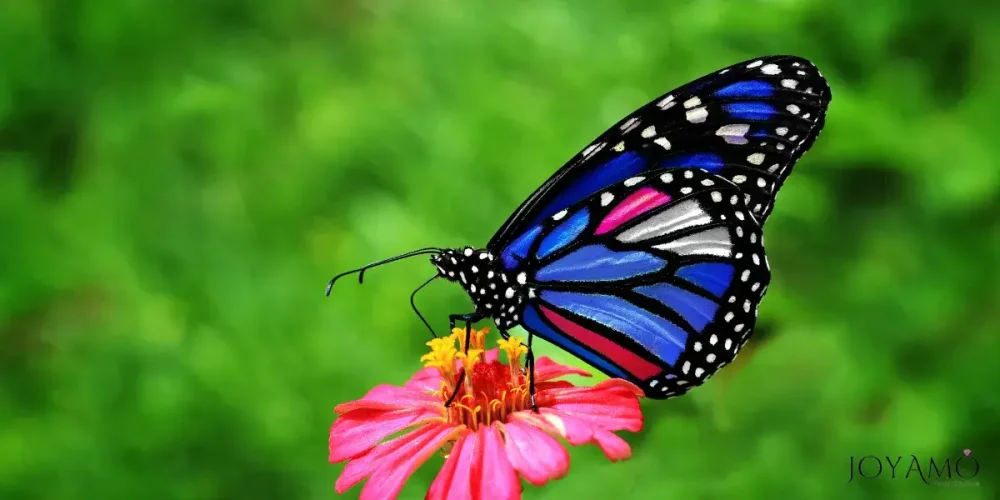 Butterfly in the Nature