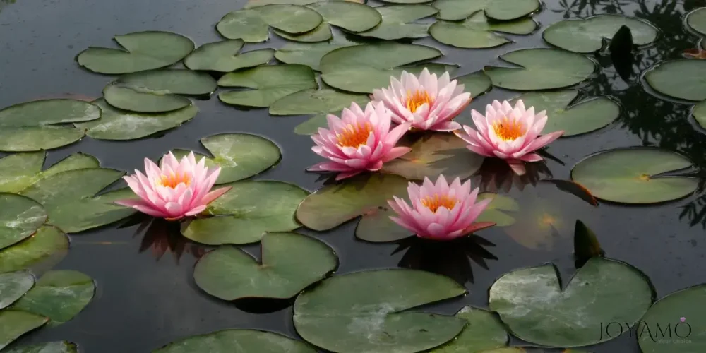 Lotus Flower Cultivation Methods