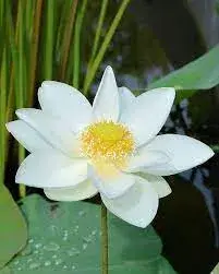 Classic White Lotus (Nelumbo nucifera)
