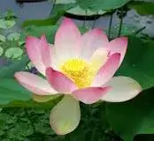 Pink Lotus (Nelumbo nucifera)