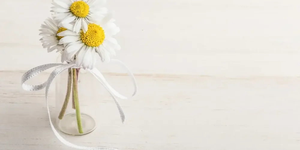 Gifting Occasions for Daisy Flowers